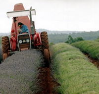 Bridestowe Lavender Farm - Accommodation Gold Coast