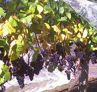 Palmara Vineyard - Accommodation Gold Coast