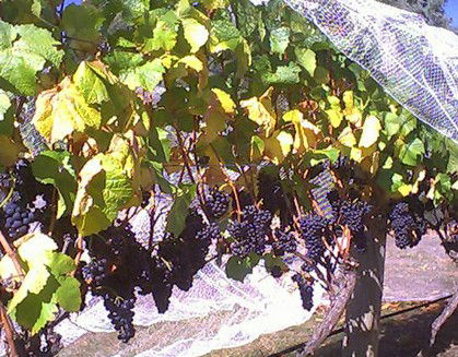 Palmara Vineyard - Accommodation Gold Coast 0