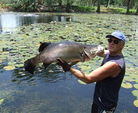 Barra Feeding - Accommodation Gold Coast 0