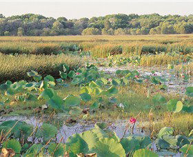 Fogg Dam Conservation Reserve - Accommodation Gold Coast 0