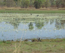 Leaning Tree Lagoon Nature Park - Accommodation Gold Coast 0