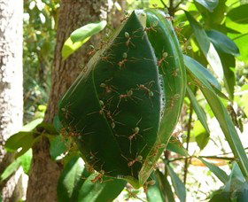 Greenant Creek Walk - 1 Gold Coast 0