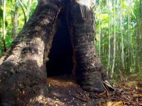 Tewantin National Park - Accommodation Gold Coast 0