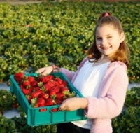 Strawberry Fields - Accommodation Gold Coast