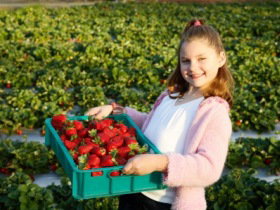 Strawberry Fields - 1 Gold Coast 0