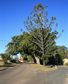Anzac Avenue Memorial Trees, Beerburrum - Accommodation Gold Coast 0