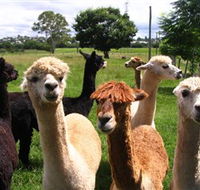 Banyandah Alpacas - Accommodation Gold Coast