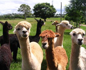 Banyandah Alpacas - Accommodation Gold Coast 0