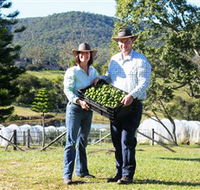 Hinterland Feijoas - Accommodation Gold Coast