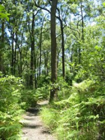 Mapleton Falls National Park - Accommodation Gold Coast 0