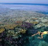 Split Bommie Dive Site - Accommodation Gold Coast