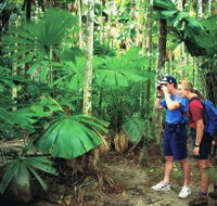 Mount Sorrow Ridge Trail Daintree National Park - Accommodation Gold Coast