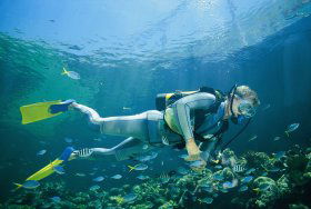Tijou Reef - Accommodation Gold Coast 0