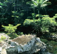 Conway State Forest - Accommodation Gold Coast