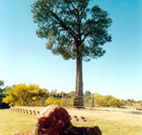 Robbers Tree - Accommodation Gold Coast