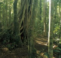 Mount Bithongabel - Accommodation Gold Coast