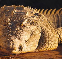 Koorana Crocodile Farm - Accommodation Gold Coast