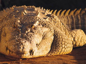 Koorana Crocodile Farm - Accommodation Gold Coast 0