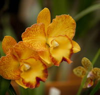 Queens Park - Orchid House - Accommodation Gold Coast