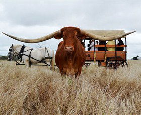 Texas Longhorn Wagon Tours And Safaris - Accommodation Gold Coast 0