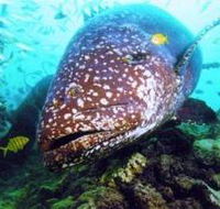 Lady Musgrave Island Dive Sites - Accommodation Gold Coast