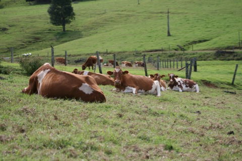 Maleny Dairies - 1 Gold Coast 4