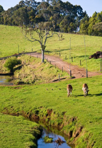 Maleny Dairies - 1 Gold Coast 6