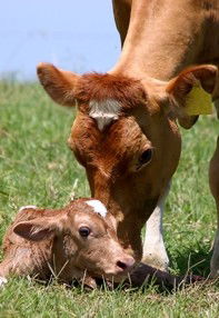 Maleny Dairies - 1 Gold Coast 7