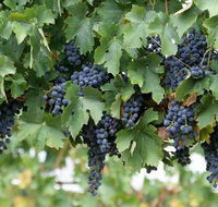 South Burnett Wine Trail - Accommodation Gold Coast