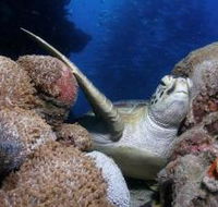 Light House Bommie Dive Site - Accommodation Gold Coast