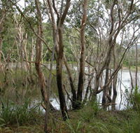 Mount Rooper Circuit and Swamp Bay Track - Accommodation Gold Coast