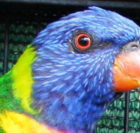 Fraser Coast Wildlife Sanctuary - Accommodation Gold Coast