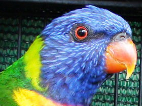 Fraser Coast Wildlife Sanctuary - Accommodation Gold Coast 0