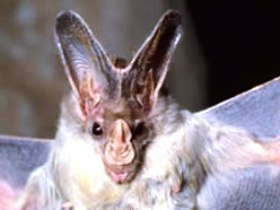 Mount Etna Caves National Park - Accommodation Gold Coast 0