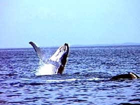 Whale Watching - Accommodation Gold Coast 0