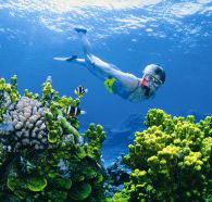Wheeler Reef Dive Site - Accommodation Gold Coast