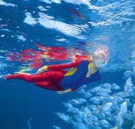 Outer Rocks Dive Site - Accommodation Gold Coast