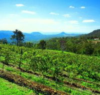 Preston Peak Wines - Accommodation Gold Coast
