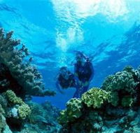 Coral Gardens Dive Site - Accommodation Gold Coast