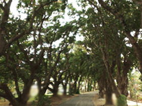 Mango Avenue - 1 Gold Coast 0