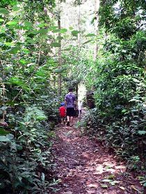 Malanda Falls Rainforest Walk, Malanda Falls Conservation Park - Accommodation Gold Coast 0