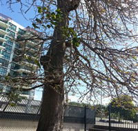 The Leichhardt Tree - 1 Gold Coast