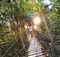 Tree Top Walkway - Accommodation Gold Coast