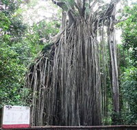 Curtain Fig National Park - 1 Gold Coast