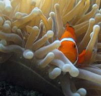 Flat Rock Dive Site - Accommodation Gold Coast
