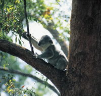 Daisy Hill Conservation Park - Accommodation Gold Coast