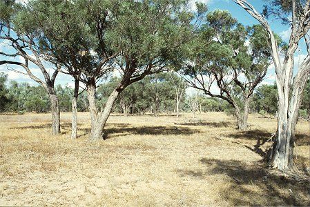 Forest Den National Park - Gold Coast 4U 0