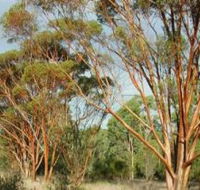 Myall Park Botanic Garden - Accommodation Gold Coast