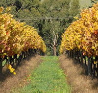 Wild Dog Winery  Restaurant - Accommodation Gold Coast